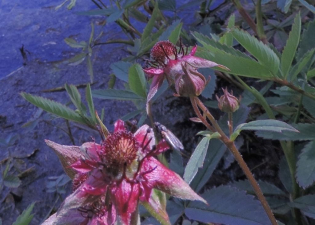 Fiore di palude - Potentilla palustris